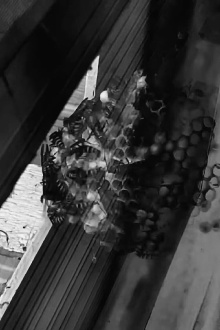 The Nest Trailer
