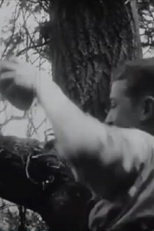 The Nest Robbers Trailer
