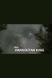 The Orangutan King Trailer