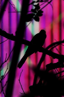 The Pearl of Tailorbird Trailer
