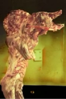 The Pig Walks Trailer