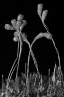 The Plants of the Pantry Trailer