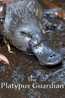 The Platypus Guardian Trailer