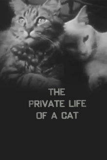 The Private Life of a Cat Trailer
