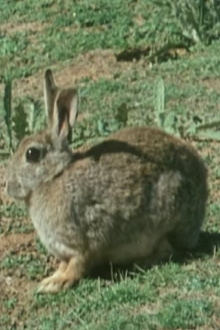 The Rabbit in Australia Trailer