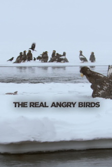 The Real Angry Birds Trailer