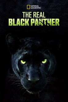 The Real Black Panther Trailer