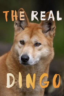 The real Dingo Trailer