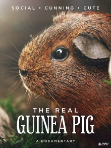The Real Guinea Pig Trailer