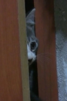 The record of my cat Trailer