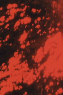The Red Sea Trailer