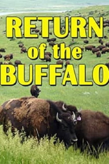 The Return of the Buffalo: Restoring the Great American Prairie Trailer