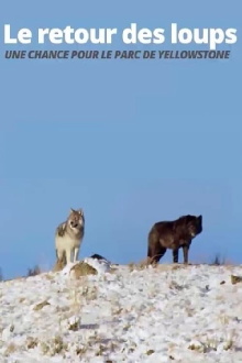 The Return of the Wolves: The Miracle in Yellowstone National Park Trailer