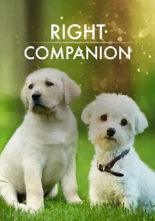 The Right Companion Trailer