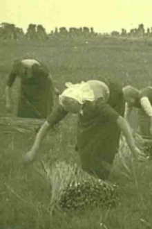 The Rolled Mats Industry in Genemuiden Trailer