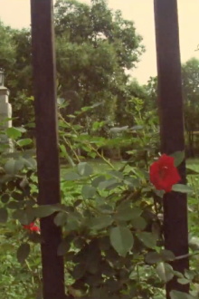 The Rose Trailer