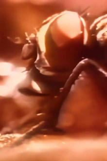 The Scavengers Trailer