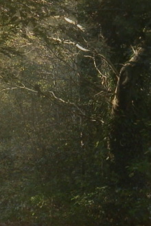 The Secluded Grove Trailer