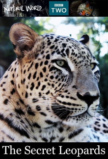 The Secret Leopards Trailer