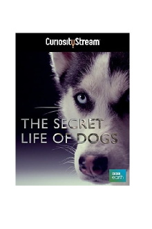 The Secret Life of Dogs Trailer