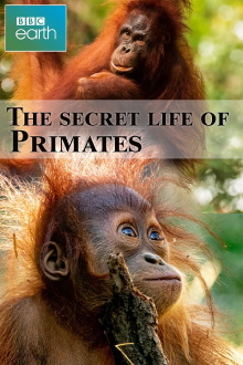 The secret life of Primates Trailer