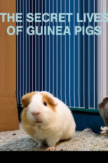 The Secret Lives of Guinea Pigs Trailer