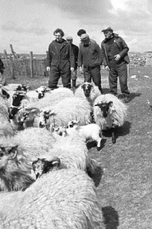 The Shepherds of Berneray Trailer