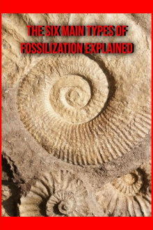 The Six Main Types of Fossilization Explained Trailer