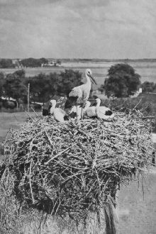 The Storks Trailer