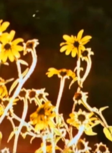 The Sun Harp Trailer