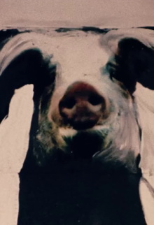 The Trail of the Pig Trailer