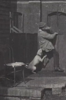 The Tramp and the Dog Trailer