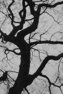 The Tree Trailer
