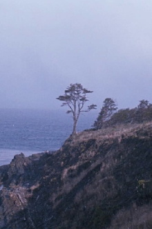 The Tree Trailer