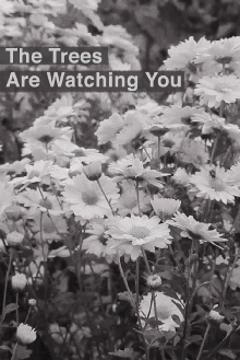 The Trees Are Watching You Trailer