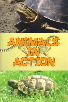 The Turtle Family Trailer
