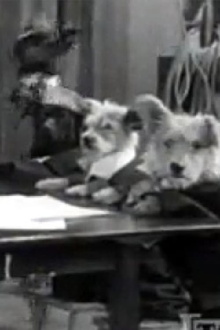 The Two Barks Brothers Trailer