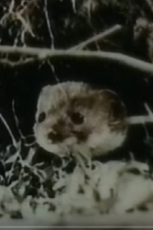The Weasel Trailer