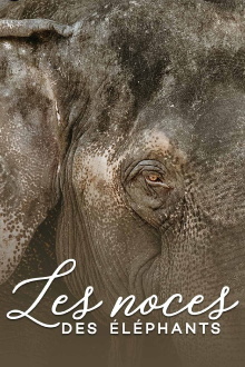 The wedding of the elephants Trailer