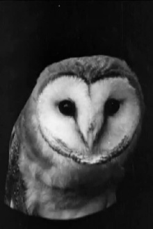 The White Owl Trailer