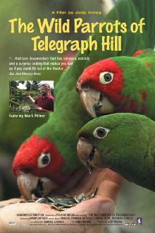 The Wild Parrots of Telegraph Hill Trailer