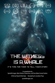 The Witness is a Whale Trailer