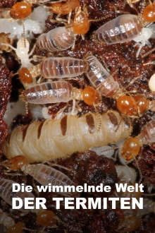 The World According to Termites Trailer