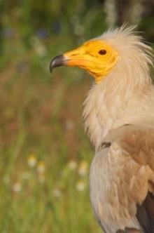 The World of Birds of Prey – Right to Survival Trailer