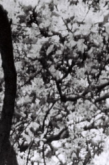 This is for Jonas Mekas Trailer