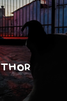 Thor Trailer