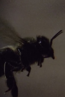 Those Animals That, at a Distance, Resemble Flies Trailer