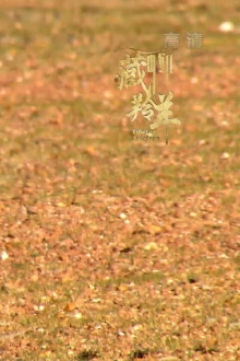 Tibetan Antelope Trailer