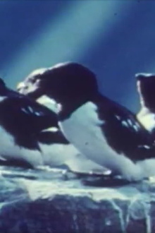 Tiere auf Spitzbergen Trailer