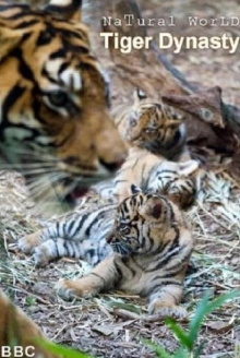 Tiger Dynasty Trailer